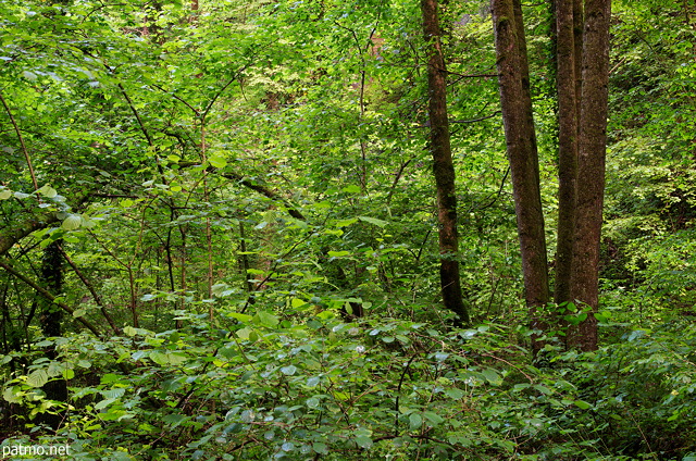 Image of lush greens in springtime forest in Frangy