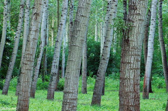 Photograph of poplars trunks in Chautagne forest