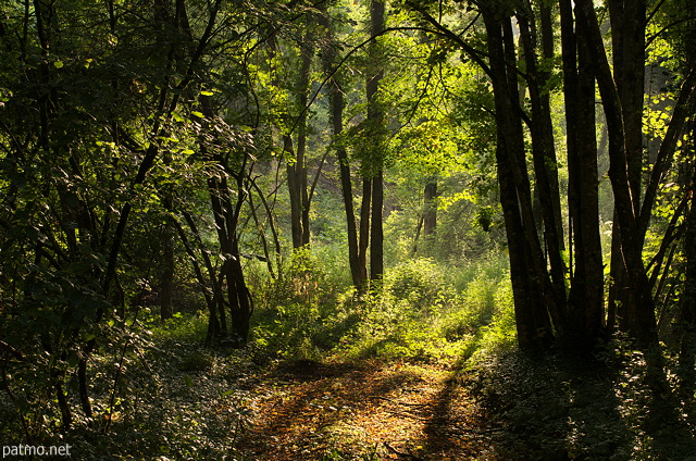 Photo de la lumière d'été dans la forêt à Chilly