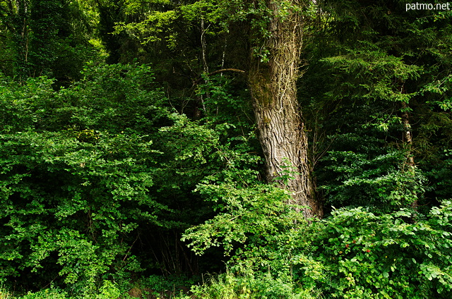 Image of trees at the forest edge in Chilly