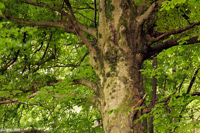 Image of a beech tree in the forest