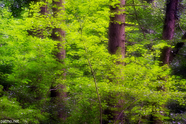Photo of coniferous trunks surrounded by green beech leaves