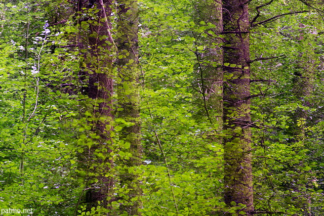 Photographie d'arbres enchevêtrés dans la foret de Chilly