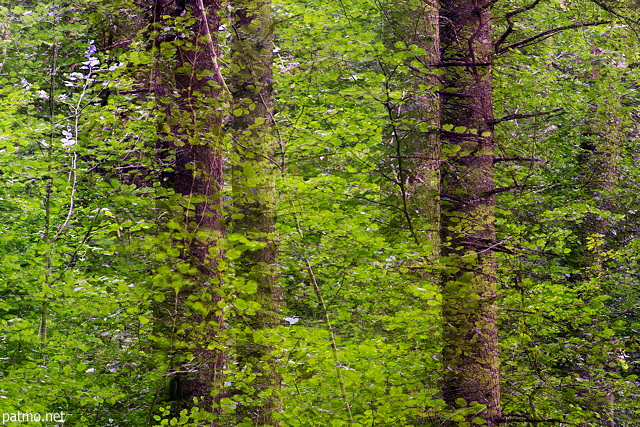 Photographie d'arbres enchevtrs dans la foret de Chilly