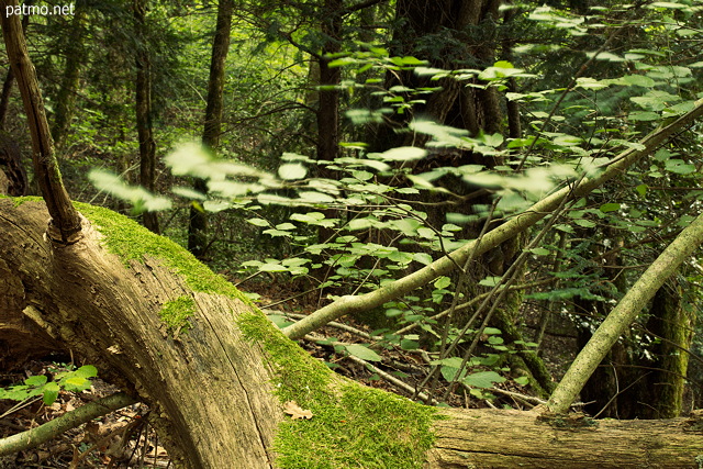 Image of small leaves blown by the wind