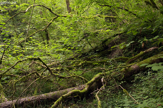 Photo d'un chaos d'arbres morts et de végétation luxuriante dans la forêt de Chilly