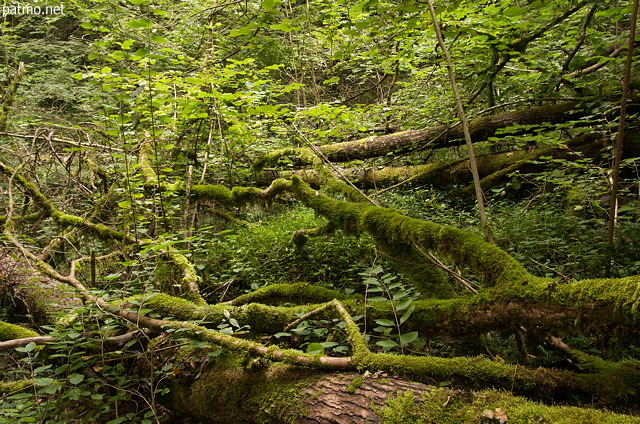 Photographie d'arbres morts tombés au sol dans la forêt de Chilly en Haute Savoie
