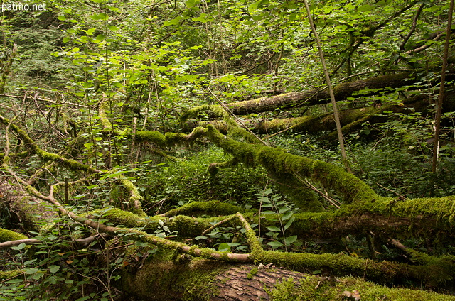 Photographie d'arbres morts tombs au sol dans la fort de Chilly en Haute Savoie