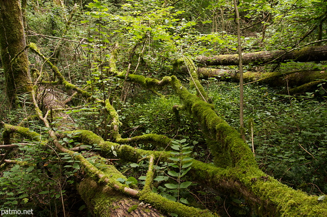 Image of green moss on fallen trees in Chilly's forest