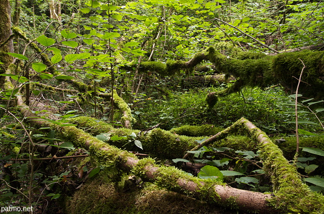 Photo d'arbres morts recouverts de mousse  dans la forêt de Chilly