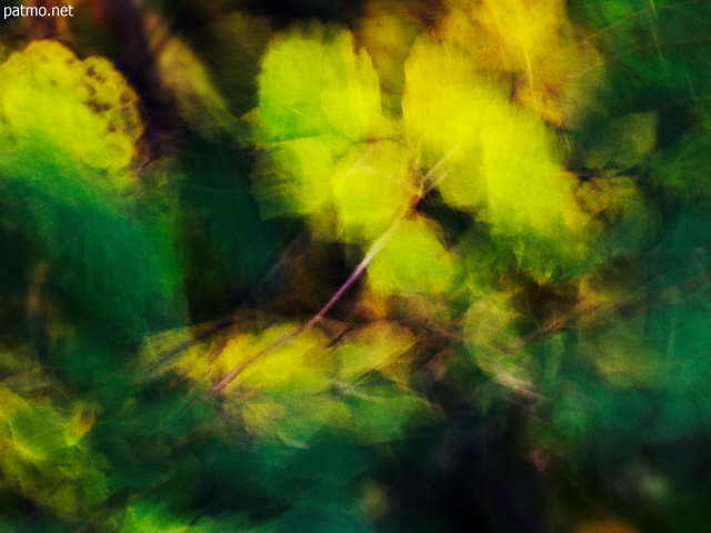 Image of leaves blown by the wind