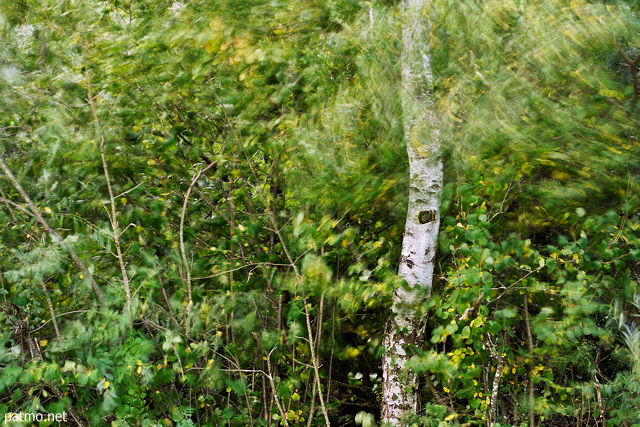 Image of a white birch blown by the wind