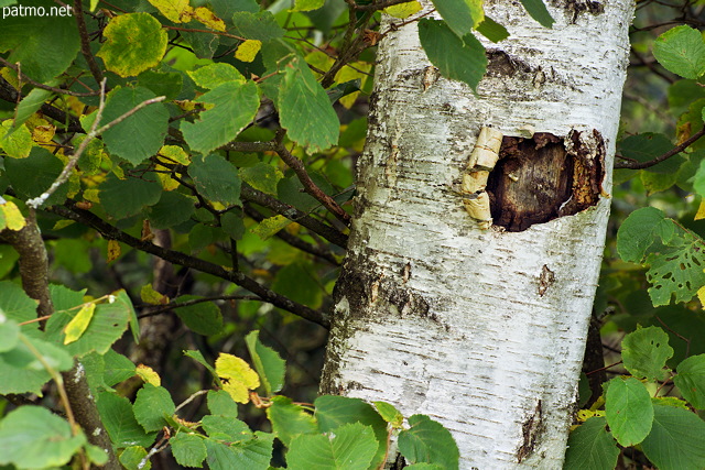 Photo of a birch trunk in summer foliage