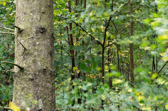 Image of trees in the forest by a summer morning