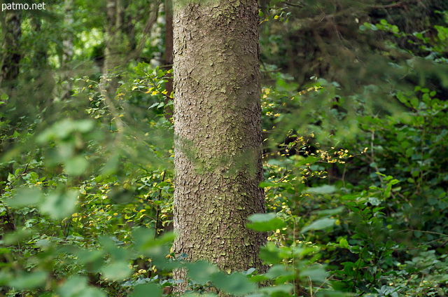 Picture of trees in the summer morning light