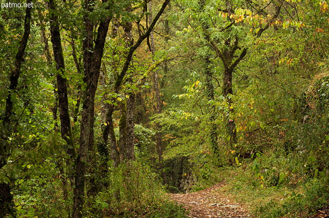 Photo of a forest dressed with the first autumn colors at the end of summer