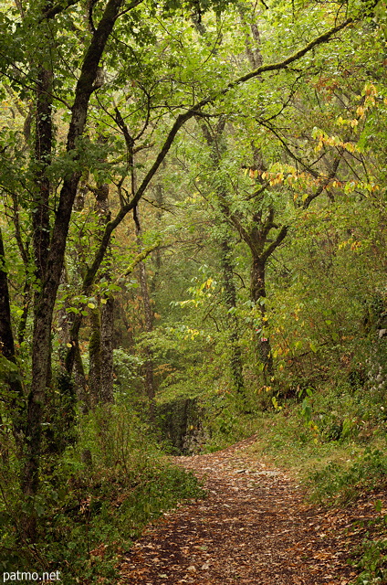 Image of an underwood path in the warm colors of the forest