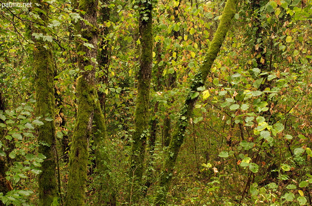 Picture of colors in a woodland a few days before fall