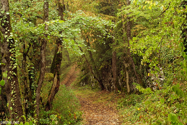 Image d'un sentier en sous bois  Chaumont en Haute Savoie