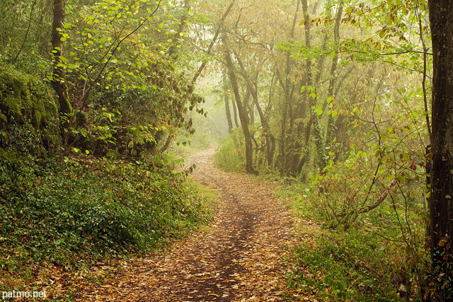 Photo d'un petit sentier à travers la brume matinale et les couleurs chaudes de la forêt à la fin de l'été