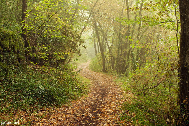 Photo d'un petit sentier  travers la brume matinale et les couleurs chaudes de la fort  la fin de l't