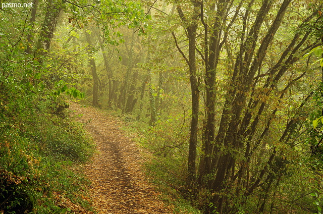 Photo of a little path with morning haze in the forest