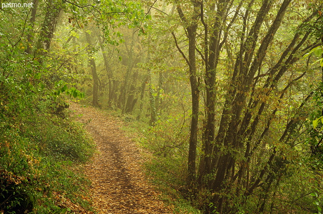 Photo d'un petit chemin dans les vapeurs matinales de la fort en Haute Savoie