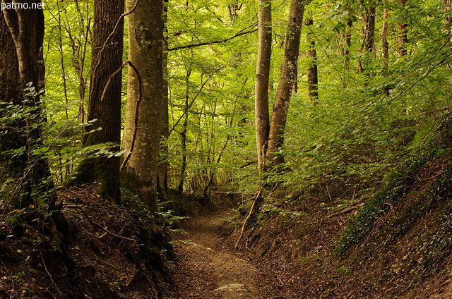 Image of an underwood path in the autumn forest