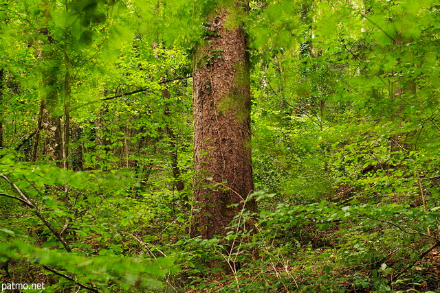 Image of a coniferous tree surrounded by green foliage