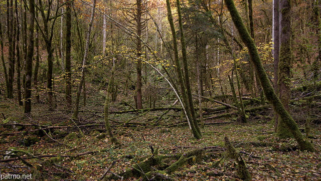 Photo de la forêt du Haut Jura près de Saint Claude dans une ambiance d'automne