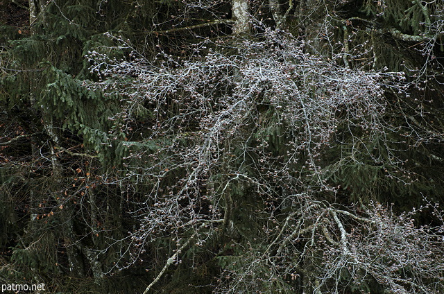 Photographie de branches givrées sur les arbres de la forêt qui borde le lac Génin