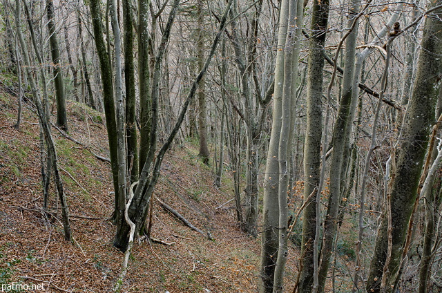 Photo de la fin de l'automne dans la forêt de Musièges en Haute Savoie