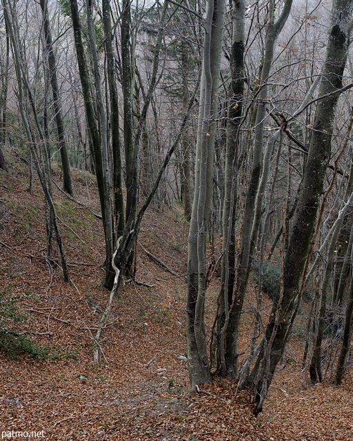 Image of Musieges forest in the light of an autumn evening