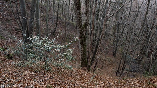 Forest landscape in Musieges at the end of autumn