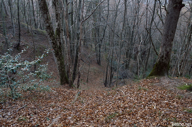 Photographie de la forêt de Musièges dans une ambiance de fin d'automne