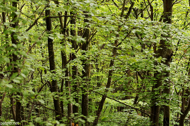 Image de feuilles vertes au printemps dans la forêt de Musièges
