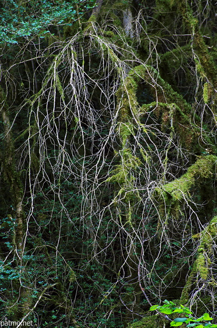 Image de branches dessches accroches  une falaise