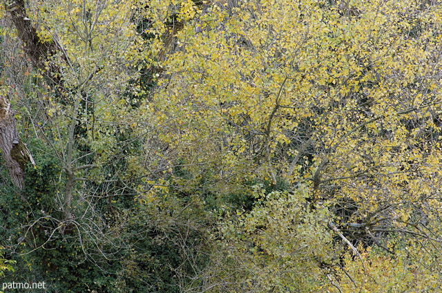 Photograph of autumn colors on the trees of Minzier forest