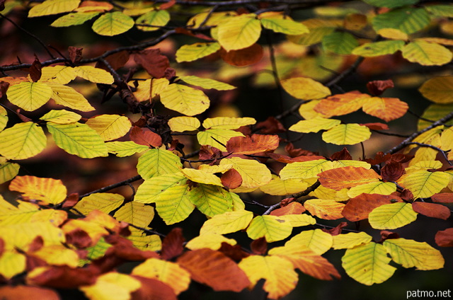 Images of autumn leaves in Minzier forest