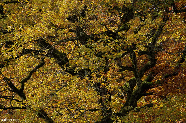 Photograph of the branches of an old oak in autumn