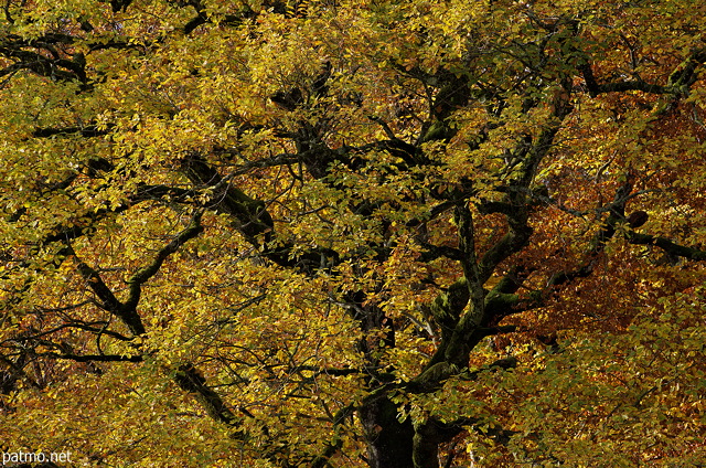 Photographie un houppier de chêne paré de ses couleurs d'automne