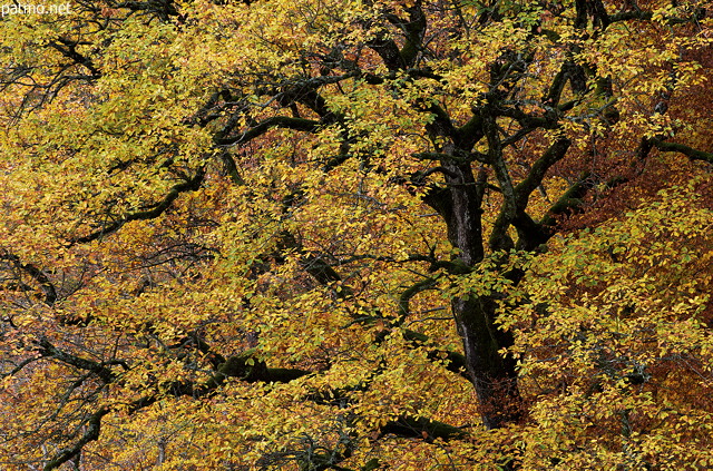 Photo d'un houppier de chne en automne