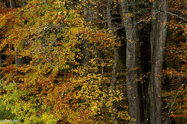 Photographie de troncs et de feuillages dorés au bord de la forêt de Marlioz