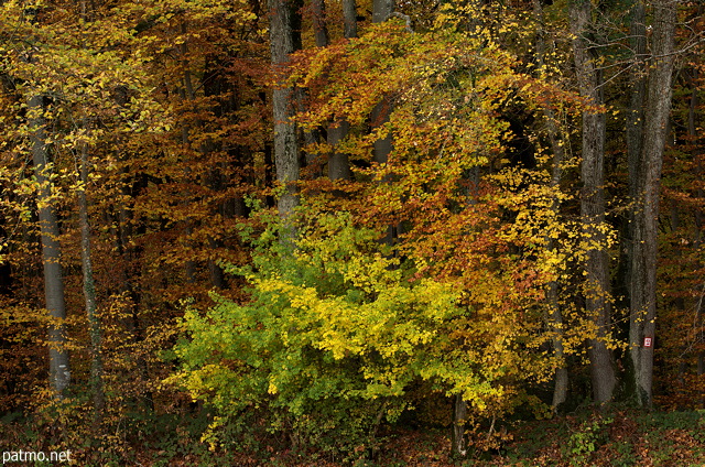 Palette d'automne  l'ore de la fort de Marlioz en Haute Savoie