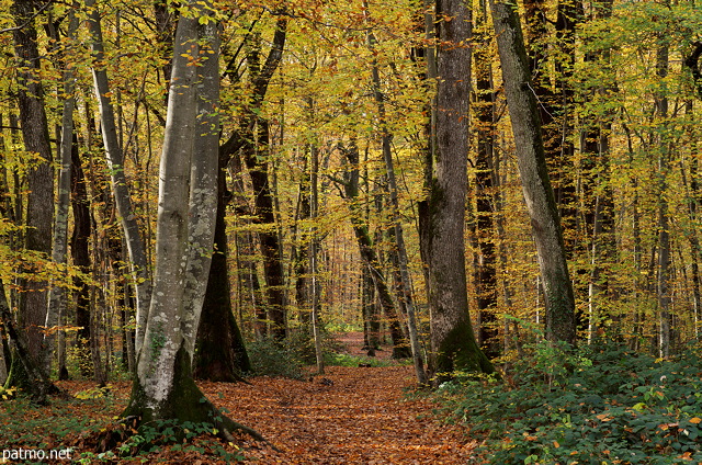 Photo d'un chemin sous les feuilles d'automne dans la forêt de Marlioz