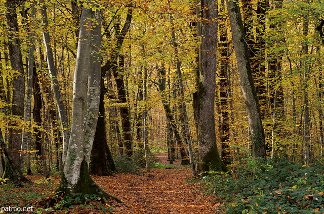 Photo of a path under the autumn leaves