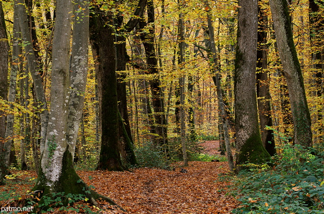 Image d'un chemin dans la forêt d'automne à Marlioz