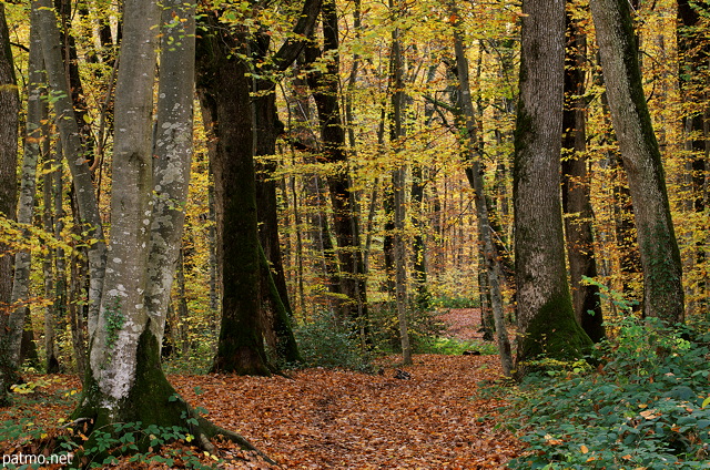 Image d'un chemin dans la fort d'automne  Marlioz