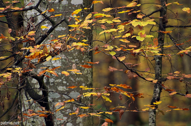 Lumire d'automne dans la fort de Marlioz