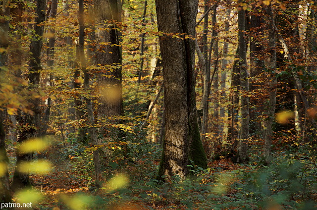 Paysage de fort en automne